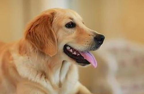 暖心!菲律宾一只金毛狗为另一只盲犬引路感动