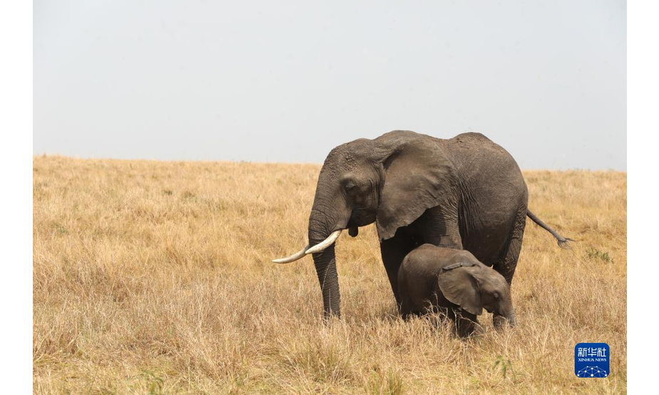 这是8月31日在肯尼亚马赛马拉保护区拍摄的大象。

　　在气候变化引发的反复干旱中，肯尼亚降水延迟、降雨量减少成为常态，著名的马赛马拉国家保护区受到严重影响。每年7月至9月是坦桑尼亚的旱季。为了追逐水源和青草，以角马和斑马为主的数以百万计的动物从坦桑尼亚塞伦盖蒂向肯尼亚马赛马拉迁徙。今年受到干旱的影响，马拉河水位降至历史低点，迁徙到这里的野生动物明显减少。

　　新华社记者 董江辉 摄
