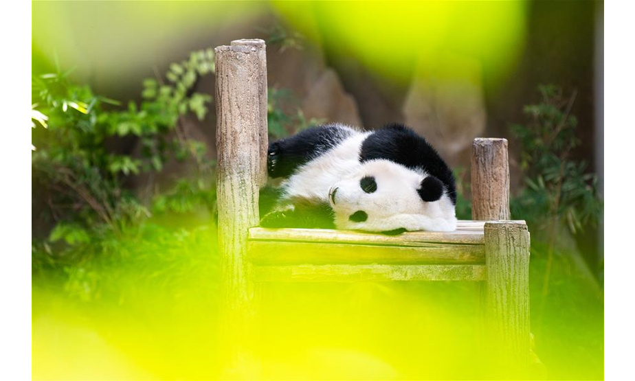 1月14日，在马来西亚吉隆坡附近的马来西亚国家动物园，大熊猫宝宝“谊谊”在睡觉。马来西亚国家动物园14日为在马出生的第二只雌性大熊猫宝宝“谊谊”庆祝两周岁生日。新华社记者 朱炜 摄