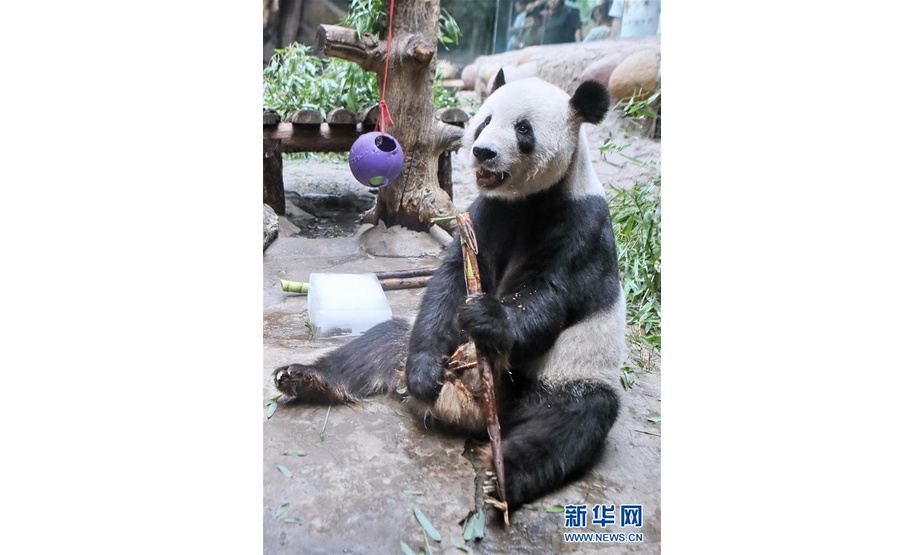 7月18日，在北京动物园，熊猫古古在空调屋内的冰块旁吃竹子。新华社记者 李欣 摄