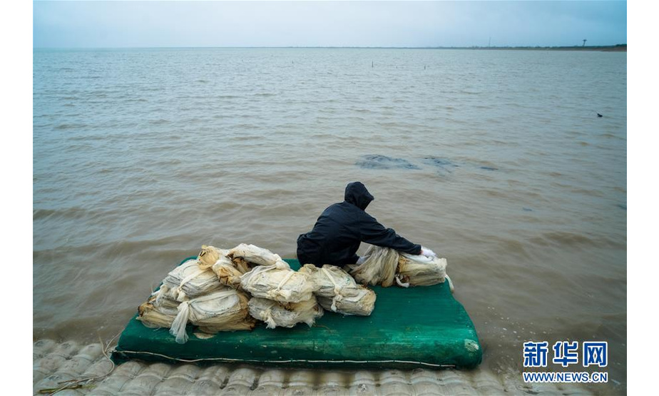 7月22日下午，在江苏省启东市吕四港，一名渔民冒雨在海边捕虾。 新华社记者 李响 摄