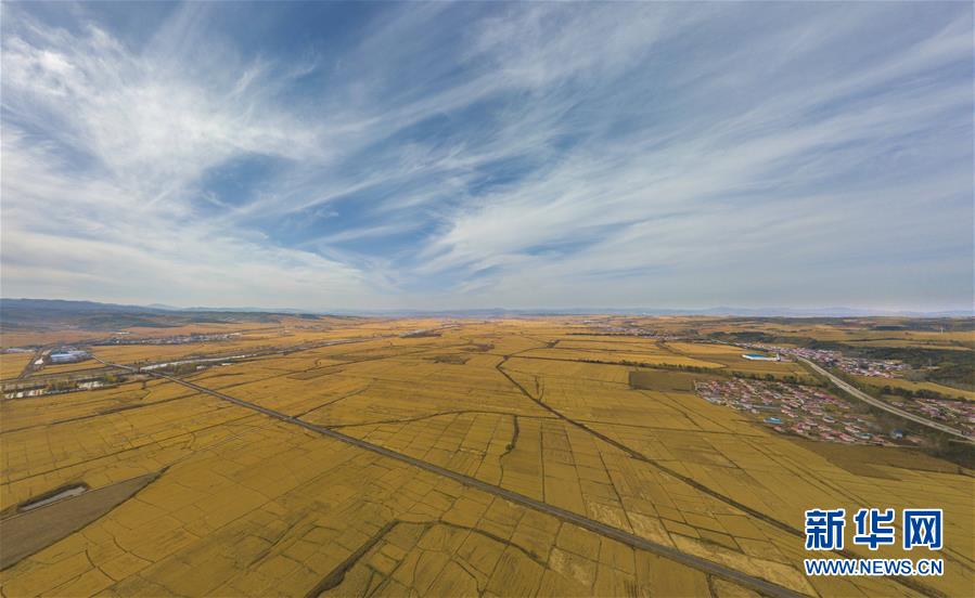 10月10日无人机拍摄的吉林省和龙市光东村的连片稻田。 金秋时节，稻谷飘香。吉林省延边朝鲜族自治州进入水稻收获季，田间地头金黄遍野，稻浪滚滚，一派丰收景象。 新华社记者 许畅 摄