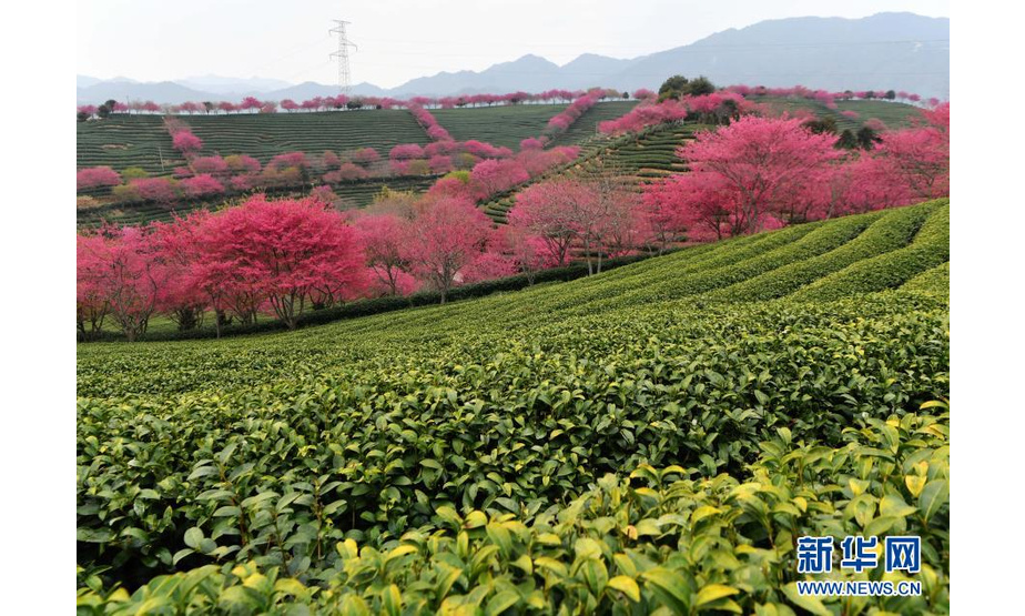 这是2月8日拍摄的台品樱花茶园美景。