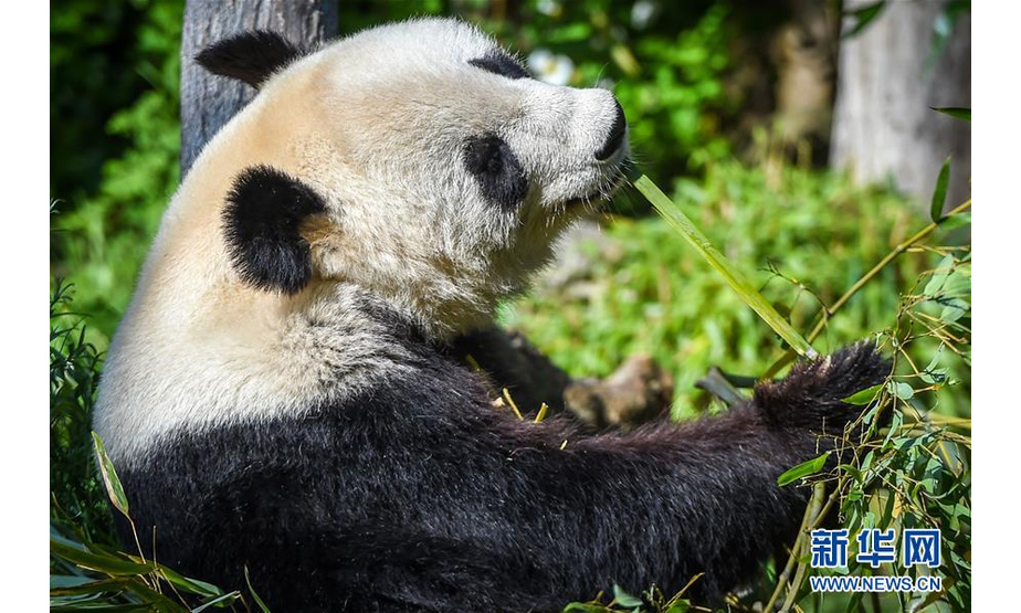 这是5月17日在奥地利维也纳美泉宫动物园拍摄的大熊猫“阳阳”。 新华社记者 郭晨 摄