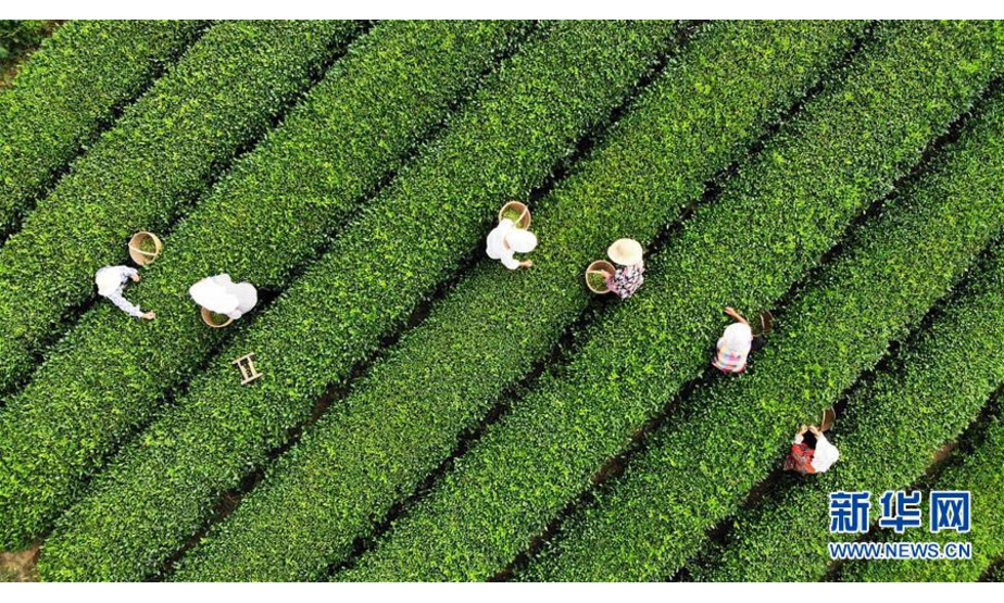 9月2日，在日照市岚山区巨峰镇，茶农在茶园里采茶（无人机拍摄）。新华社记者王凯摄