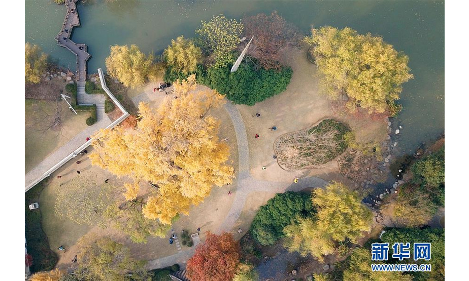 这是12月11日无人机拍摄的古银杏树。

　　近日，在位于上海嘉定区的古树公园内，一株已有1200余年树龄的古银杏树进入最佳观赏期。

　　新华社记者 方喆 摄
