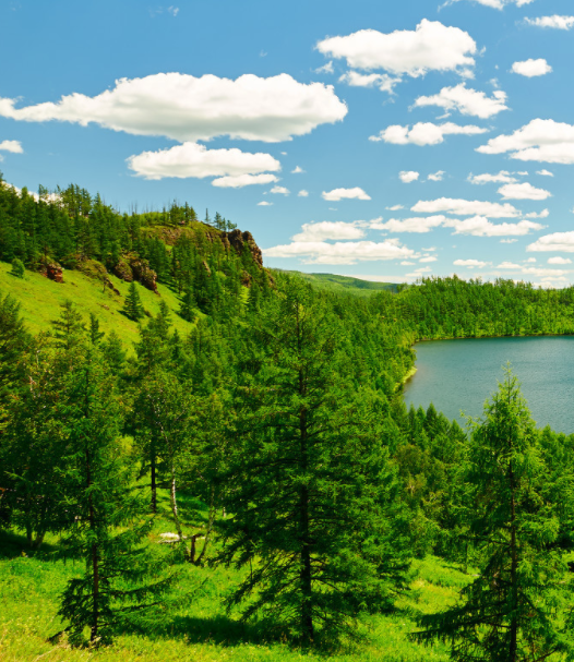 阿尔山广袤的土地上处处是森林,这是一座绿色的宝库,动植物资源十分