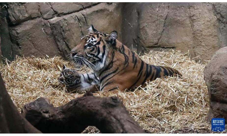 1月27日，苏门答腊虎幼崽（左）与虎妈妈在英国伦敦动物园里玩耍。

　　英国伦敦动物园的苏门答腊虎家族近日“喜添新丁”。 一只苏门答腊虎幼崽于2021年12月12日出生，“虎头虎脑”的它立即成为动物园里的明星。

　　新华社记者 韩岩 摄