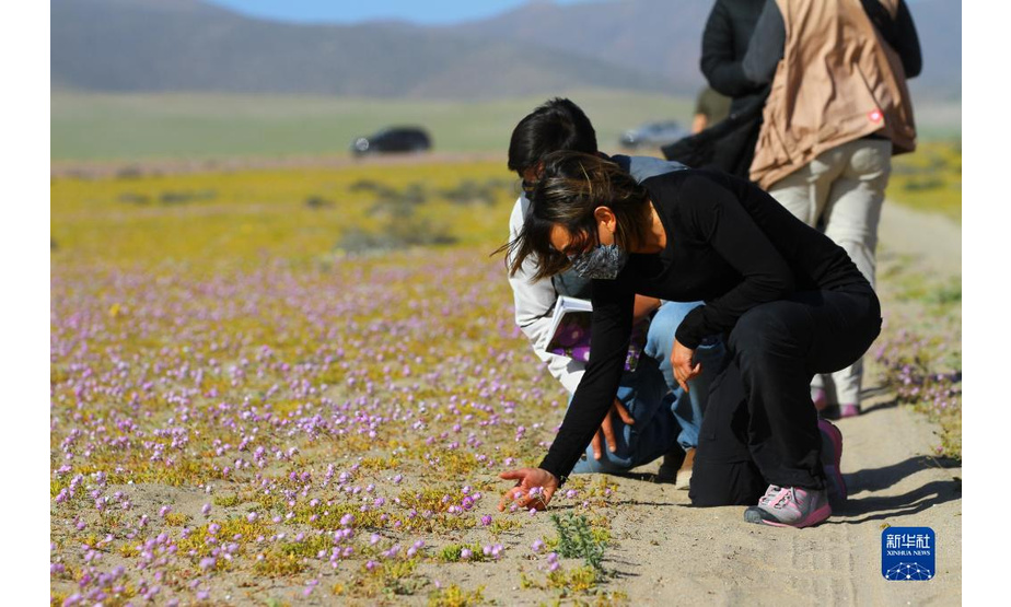 10月13日，在智利北部的阿塔卡马沙漠，游人欣赏沙漠中开花的美景。

　　在冬季降水量较多的年份，开春之后，阿塔卡马沙漠最南部靠近海岸的地方会有很多沙漠植物发芽、开花。由于今年6月至8月阿塔卡马沙漠南缘经历了几场降水，春季到来时，这里便绽放出大片的花毯。“开花的沙漠”这一现象作为智利北部春季偶有出现的美景，吸引了各地的旅游者，也为当地科学家研究耐旱植物特性、利用基因技术发展耐旱作物提供了“天然实验室”。

　　新华社发