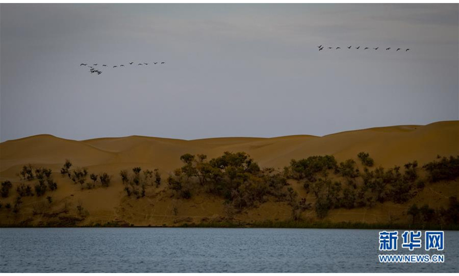 一群飞鸟从罗布湖水面上飞过（9月15日摄）。 9月，位于新疆巴音郭楞蒙古自治州尉犁县境内的罗布湖秋韵渐浓，景色如画。 新华社记者 赵戈 摄