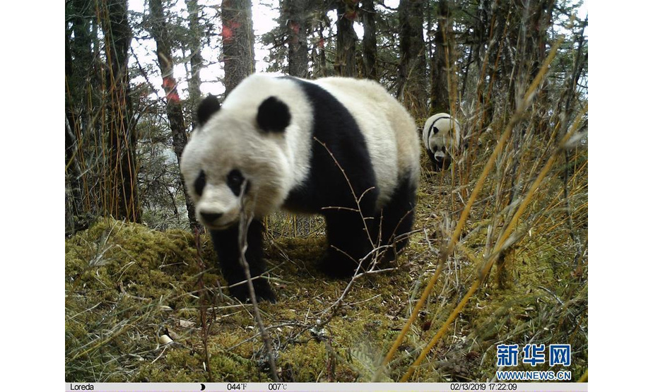 6月17日，四川阿坝州黄龙自然保护区对外公布，近日在对回收的红外相机数据整理时发现，拍摄到了一对大熊猫母子活动的照片和视频。图为2月13日四川黄龙自然保护区红外相机拍摄到的雌性大熊猫带崽活动照片。黄龙自然保护区提供 图片来源：新华网