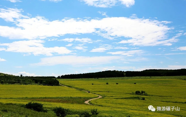 碾子山万亩油菜花海,美翻了!