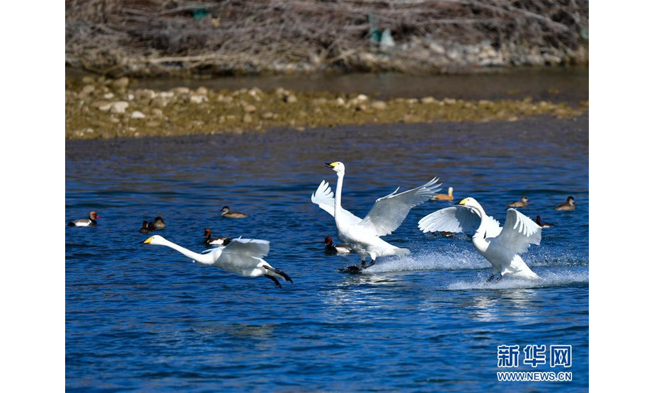 12月12日，几只天鹅在千姿湖湿地公园内嬉戏。新华社记者张龙摄