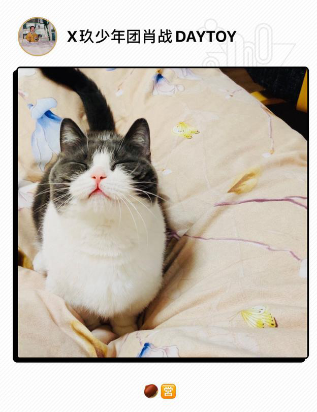 肖战晒宠物猫坚果对镜眯眼卖萌十分可爱