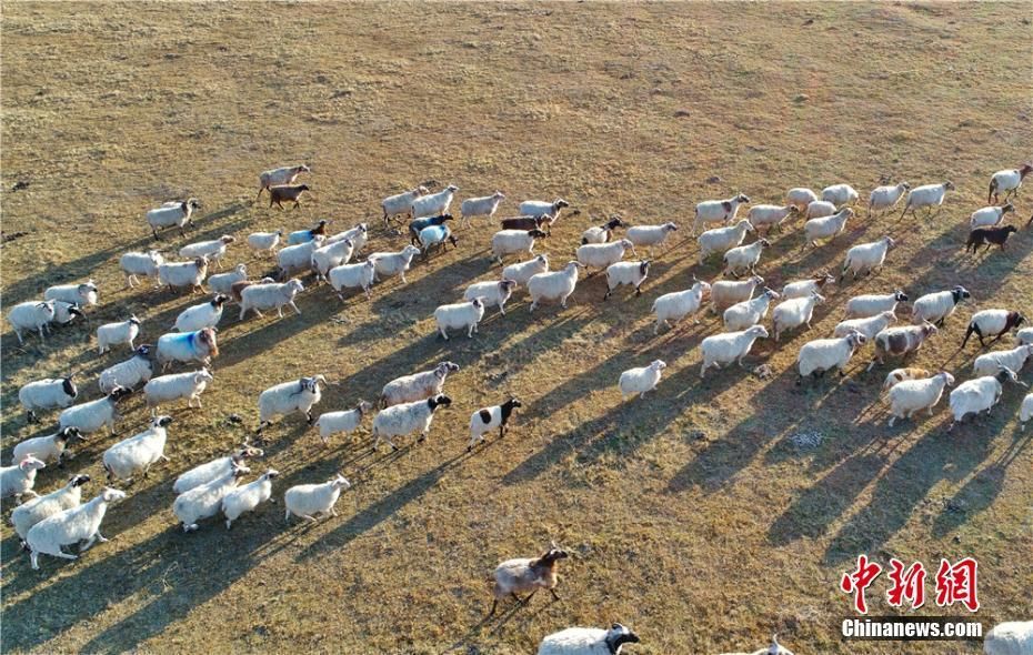10月20日，甘肃省张掖市山丹马场上，羊群点缀着金黄色的草原，构成了独特的草原秋景。山丹马场地处祁连山冷龙岭北麓，位于河西走廊中部，地势平坦，水草丰美，这里的藏羊，每天至少走1万步，所以有了“万米羊”的称号。史静静 摄