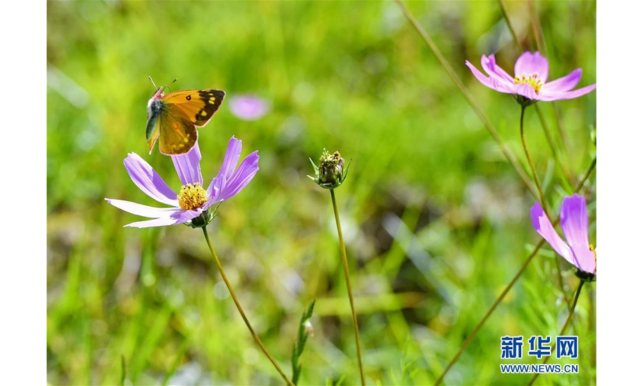 9月14日，一只蝴蝶在金色池塘生态景区的花丛中飞舞。 初秋时节，西藏拉萨市达孜区塔杰乡巴嘎雪村金色池塘生态景区景色怡人。 新华社记者 张汝锋 摄