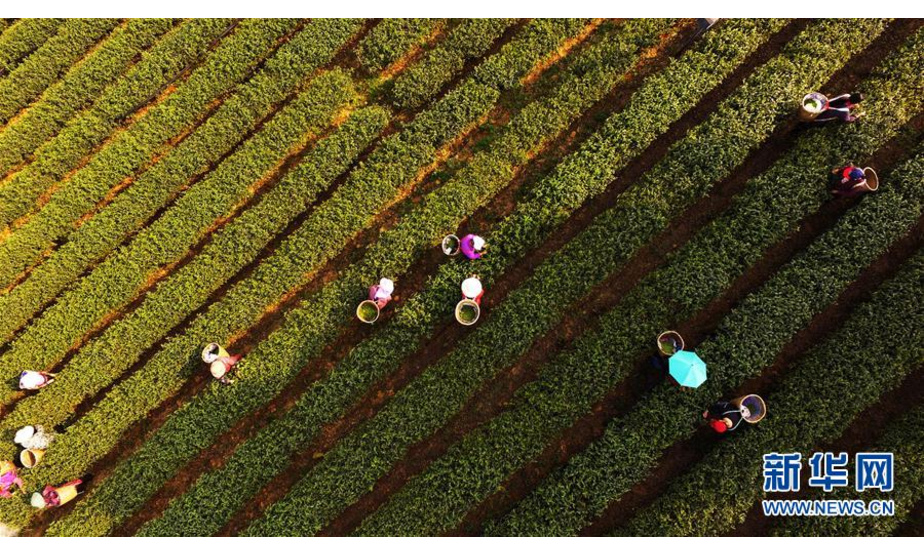 3月18日，茶农在位于白象山的定心茶园采摘春茶（无人机拍摄）。新华社记者 王全超 摄
