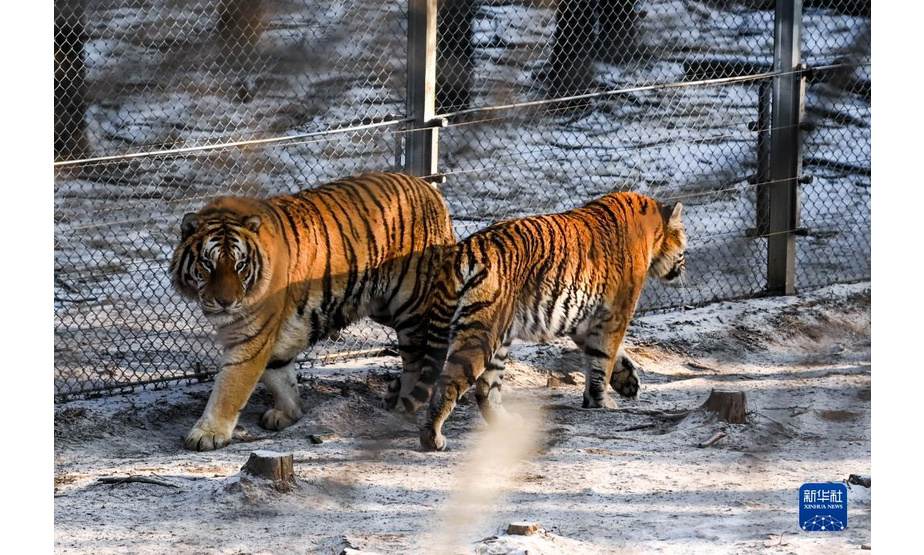 1月13日，在吉林省东北虎园内，两只东北虎在雪地上踱步。

　　冬季里，在位于吉林长春的东北虎园内，东北虎享受惬意生活。

　　新华社记者 颜麟蕴 摄