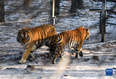 1月13日，在吉林省东北虎园内，两只东北虎在雪地上踱步。<br/><br/>　　冬季里，在位于吉林长春的东北虎园内，东北虎享受惬意生活。<br/><br/>　　新华社记者 颜麟蕴 摄