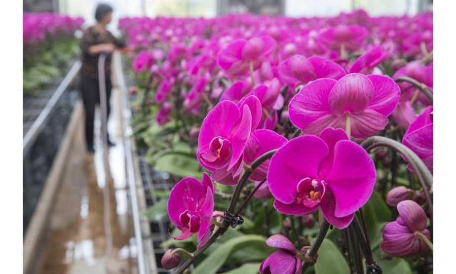 5月26日，花农在位于黑龙江省哈尔滨市的红旗农场腾硕达农业产业园区照料蝴蝶兰。