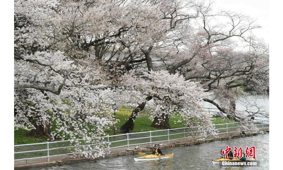 美国首都华盛顿近日迎来一年一度樱花季。据美国国家公园管理局预测，华盛顿潮汐湖畔的樱花将于4月2日至5日迎来盛放期。图为3月31日拍摄的潮汐湖。 中新社记者 陈孟统 摄