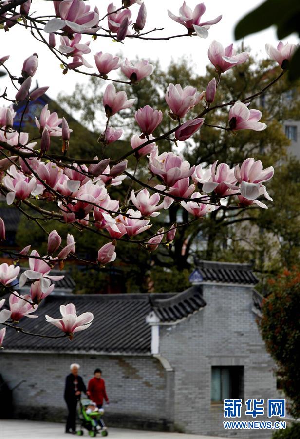 3月15日，行人从江西省宜春市靖安县古戏台处玉兰花前经过。 随着气温回升，各地春花绽放，春意盎然。