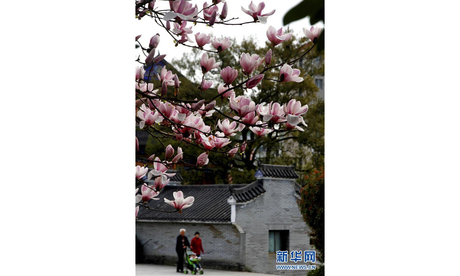 3月15日，行人从江西省宜春市靖安县古戏台处玉兰花前经过。 随着气温回升，各地春花绽放，春意盎然。