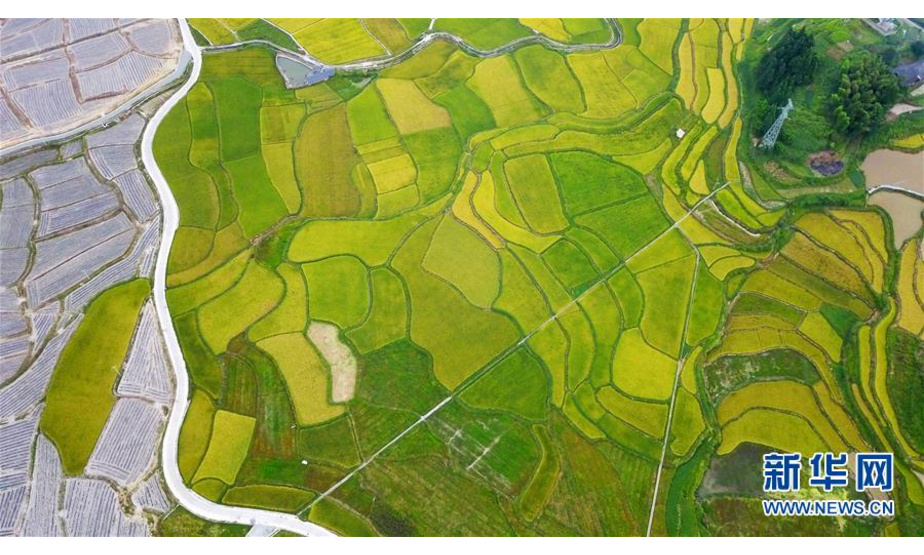 这是9月3日无人机拍摄的贵州省天柱县高酿镇大坝稻田。新华社记者 杨文斌 摄