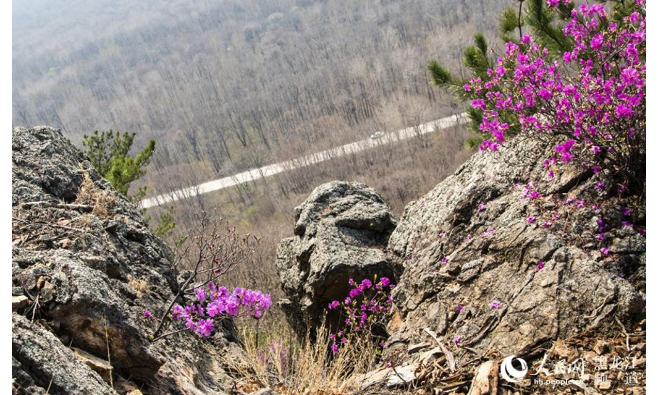 人民网哈尔滨5月13日电 坐落在黑龙江省东方红林区的神顶峰是完达山脉主峰，海拔831米。其山脚下的百花山山势陡峭、怪石嶙峋。近日，映山红美丽绽放，在悬崖峭壁上形成了奇特的风景。

映山红属杜鹃花科植物，有红色、淡红色、杏红色等颜色，繁茂艳丽，每簇有2~6朵花，呈漏斗形。

神顶峰下的映山红，大都在每年的五月上旬盛开，它是龙江森工的一道美丽风景。这期间，摄影爱好者们都会把握住花期，用镜头记录下这份美好。（焦洋、郑晓兵）