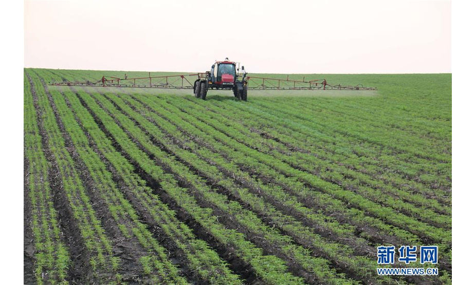 7月9日，黑龙江垦区五大连池农场职工驾驶农机对大豆地进行喷施营养液作业。新华社发（陆文祥 摄）