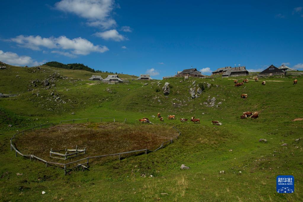 这是9月8日在斯洛文尼亚维利卡普拉尼那高地牧民定居点拍摄的传统木屋和奶牛。

　　位于斯洛文尼亚北部的维利卡普拉尼那高地是欧洲现存最大的牧民定居点，早在中世纪已有牧民定居。每到夏季，该地独特的高原牧场风景和传统的牧民生活习俗吸引大批徒步旅行爱好者到此观光。

　　新华社发（泽利科·斯特凡尼奇摄）