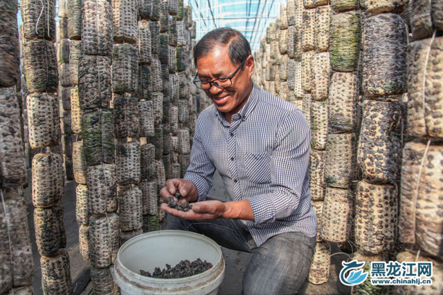 种木耳脱贫的刘全