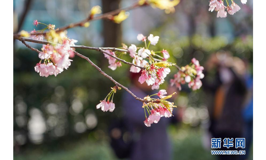 3月2日在静安雕塑公园拍摄的樱花。

　　当日，上海阳光明媚，上海静安雕塑公园的樱花大道上早樱盛开，吸引众多市民游客前来观赏樱花，享受美好春光。

　　新华社记者 王翔 摄