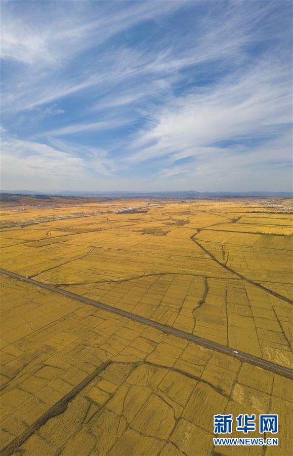 10月10日无人机拍摄的吉林省和龙市光东村的连片稻田。 金秋时节，稻谷飘香。吉林省延边朝鲜族自治州进入水稻收获季，田间地头金黄遍野，稻浪滚滚，一派丰收景象。 新华社记者 许畅 摄