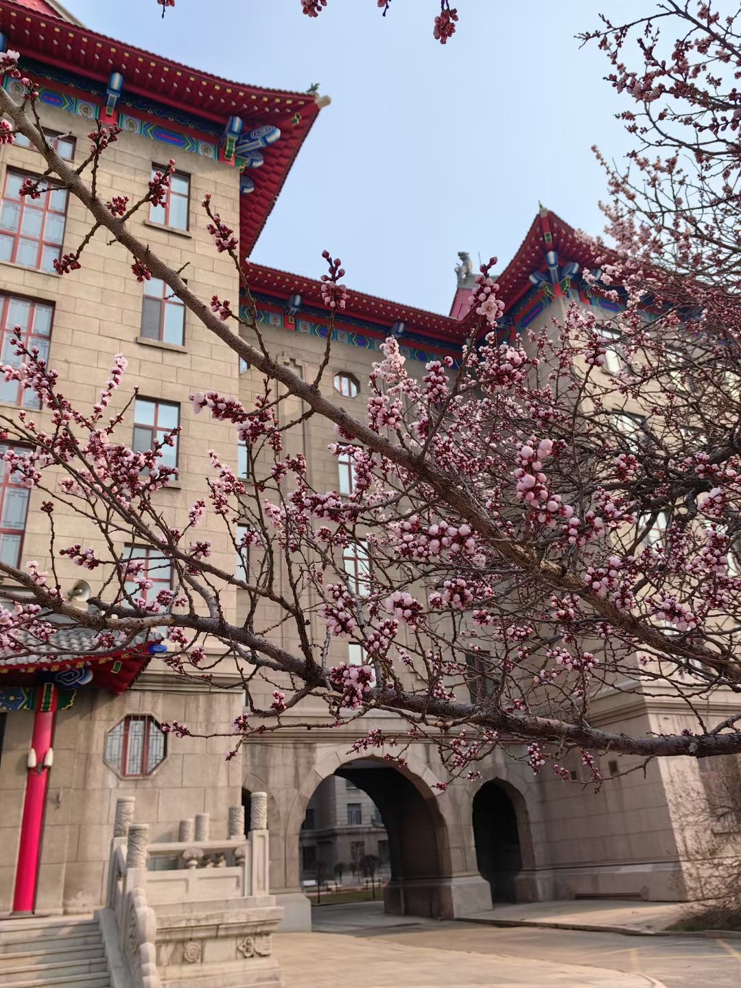 花开当季 春满校园——哈尔滨工程大学杏花,桃花盛放 - 黑龙江网