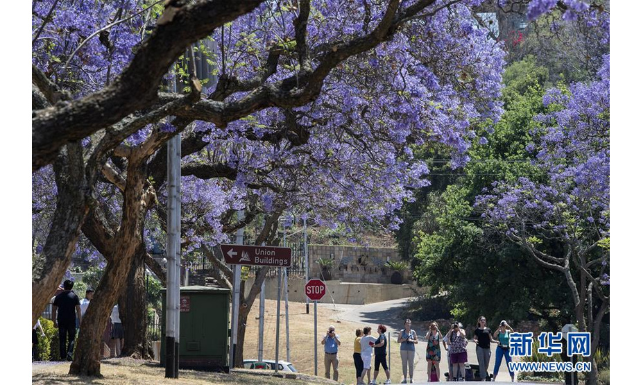 10月20日，在南非比勒陀利亚，游人在蓝花楹树下拍照。新华社记者 陈诚 摄