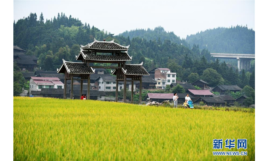 9月3日，人们在贵州省天柱县高酿镇大坝的稻田旁散步。新华社记者 杨文斌 摄