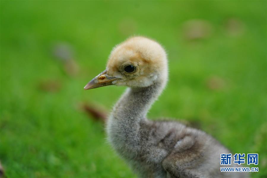 6月29日拍摄的蓑羽鹤宝宝。 6月23日，一只蓑羽鹤宝宝在江西省南昌市高新区艾溪湖湿地公园破壳。考虑到南方正值汛期，小鹤又很容易受到其他野生动物的伤害，工作人员将小鹤进行了转移保护。如今，6天大的蓑羽鹤宝宝体重已经达到了101.5克，工作人员将在小鹤长大一些后择机放回蓑羽鹤父母身边。 据介绍，蓑羽鹤是国家二级保护动物，在中国种群数量较少，在城市公园内自然产卵孵化的案例非常少见。 新华社记者 周密 摄