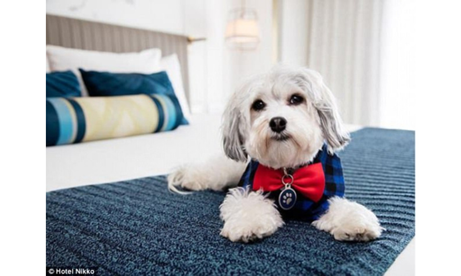 位于加州旧金山的Nikko酒店允许客人们租赁酒店宠物狗巴斯特（Buster），让孤独的旅客们感受到温暖。巴斯特从2015年起就生活在这家五星级酒店，他还是酒店一个小领导——“犬运营官”。另外，他还是个小网红呢，巴斯特现在是酒店Instagram账号的代言人，坐拥成千上万的粉丝。可爱的酒店宠物巴斯特可以陪伴孤单旅客。