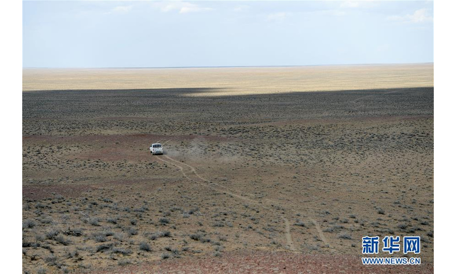 监测员乘车在新疆卡拉麦里山有蹄类野生动物自然保护区寻找野马（6月3日摄）。新华社记者 丁磊 摄