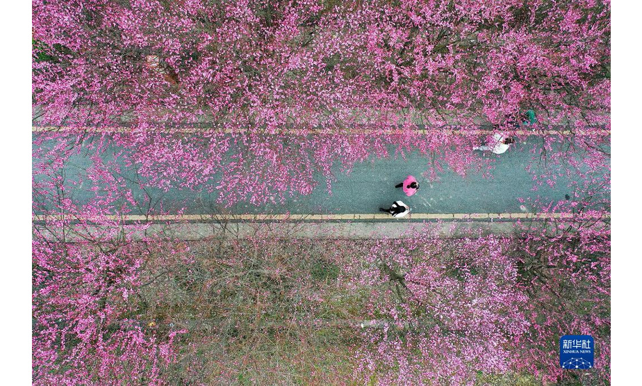 1月20日在贵州省遵义市余庆县一处观光园内拍摄的梅花（无人机照片）。

　　当日是二十四节气中的大寒，多地梅花凌寒绽放。

　　新华社发（穆明飞 摄）