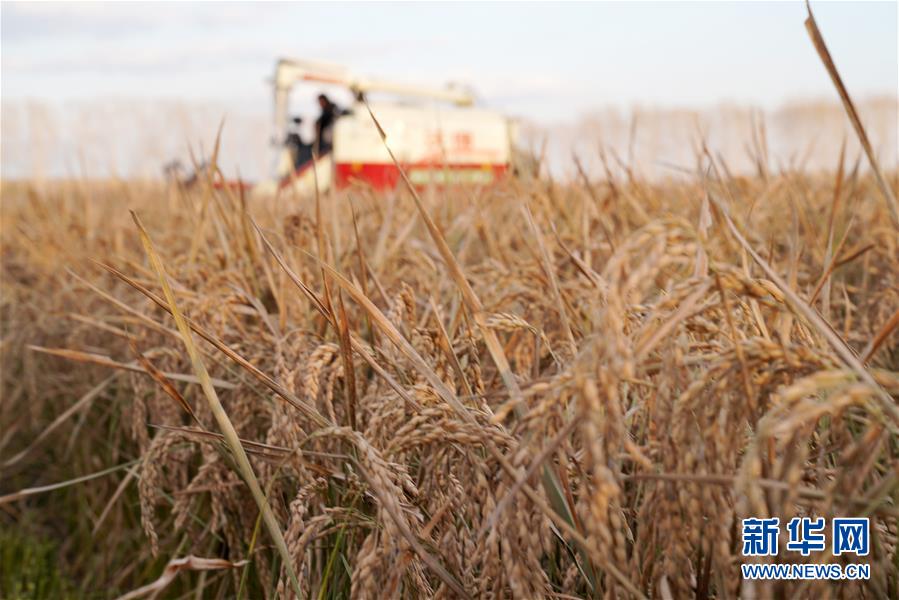 10月15日，在黑龙江省红卫农场，收割机在田间收获水稻。 时下正值“北大仓”黑龙江省的秋收季，在垦区的各水稻种植区，收割机械在田间忙碌收获。 新华社记者 王建威 摄