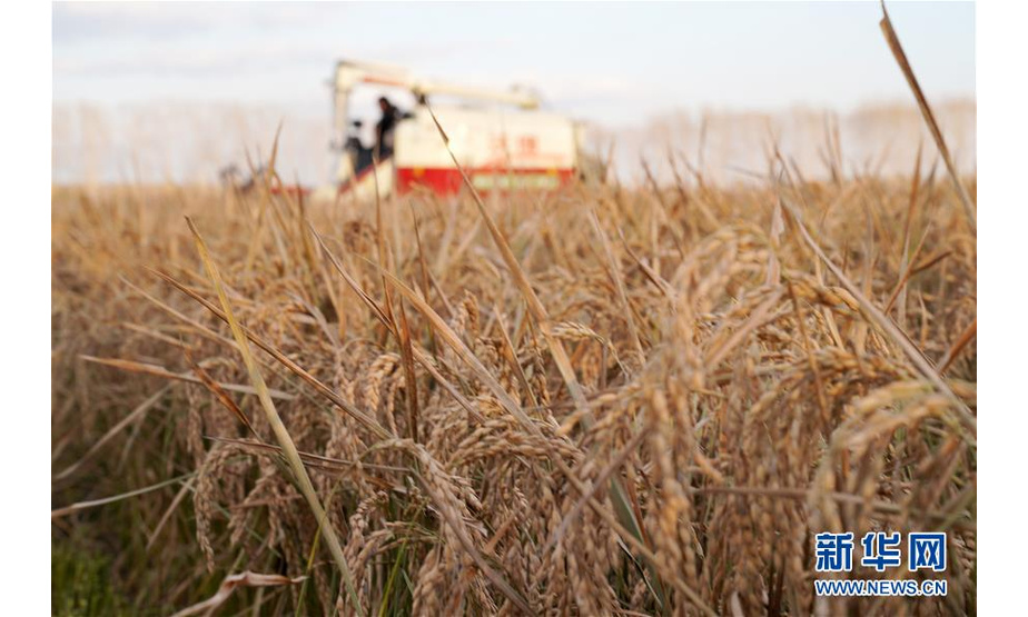10月15日，在黑龙江省红卫农场，收割机在田间收获水稻。 时下正值“北大仓”黑龙江省的秋收季，在垦区的各水稻种植区，收割机械在田间忙碌收获。 新华社记者 王建威 摄