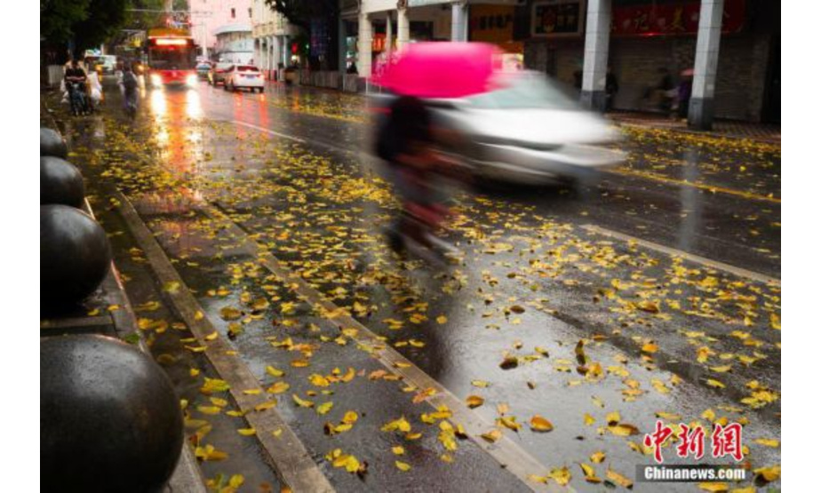 　2月21日下午，一场春雨打落满地黄叶，广州呈现出一派“秋天”的景色。广州老城区大量种植的大叶榕，通常会在春天发新叶芽前落叶。因此，每年广州的春天反而呈现秋色。中新社记者 柯小军 摄