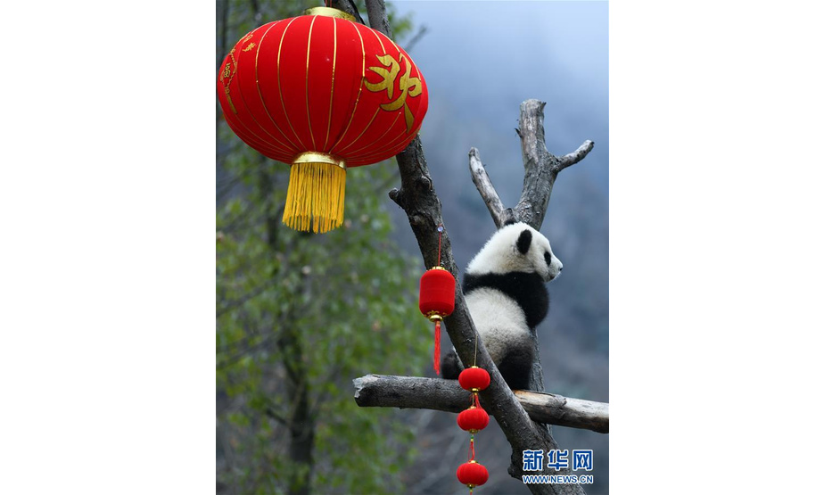 这是1月17日在中国大熊猫保护研究中心卧龙神树坪基地拍摄的大熊猫宝宝。 当日，中国大熊猫保护研究中心2019级新生大熊猫宝宝集体亮相，为新春佳节送上“萌萌的祝福”。 新华社发 （唐文豪 摄）