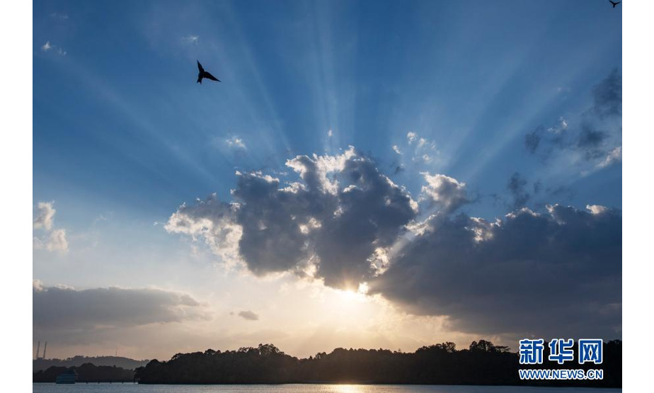 3月9日，鸟儿在新加坡贝雅士蓄水池附近飞翔。新华社发（邓智炜 摄）