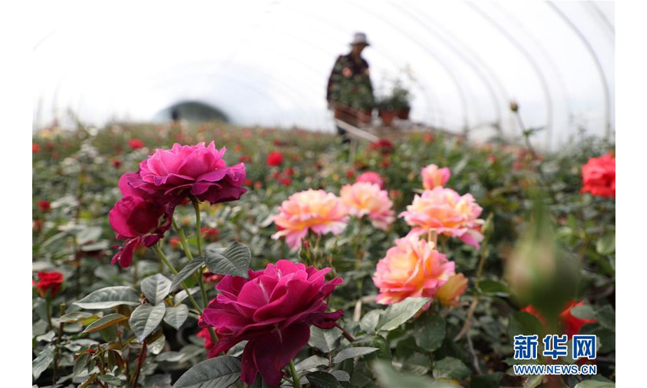 4月21日，花农在山东省临沂市郯城县一处月季花种植基地忙碌。新华社发（张春雷 摄）