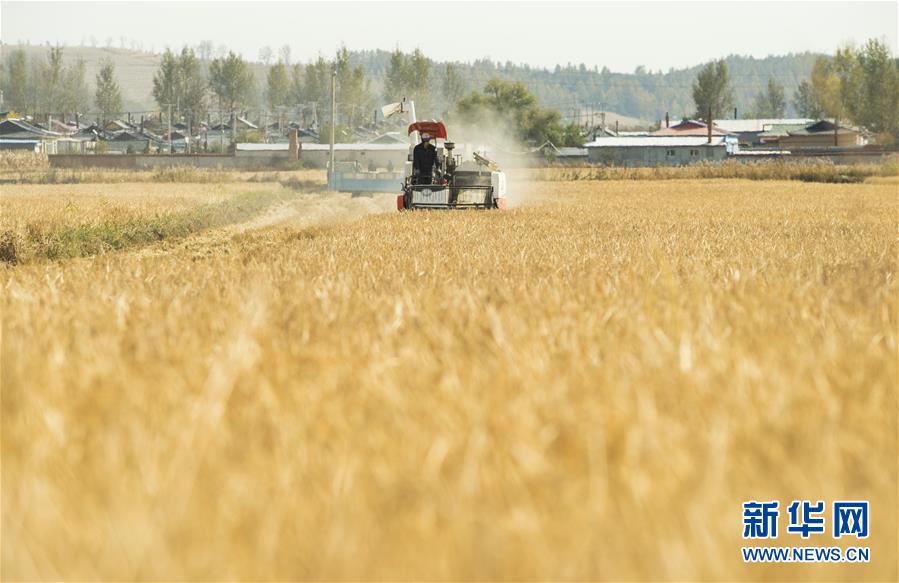 在吉林省和龙市光东村稻田里，农民驾驶收割机收获成熟的水稻（10月10日摄）。 金秋时节，稻谷飘香。吉林省延边朝鲜族自治州进入水稻收获季，田间地头金黄遍野，稻浪滚滚，一派丰收景象。 新华社记者 许畅 摄