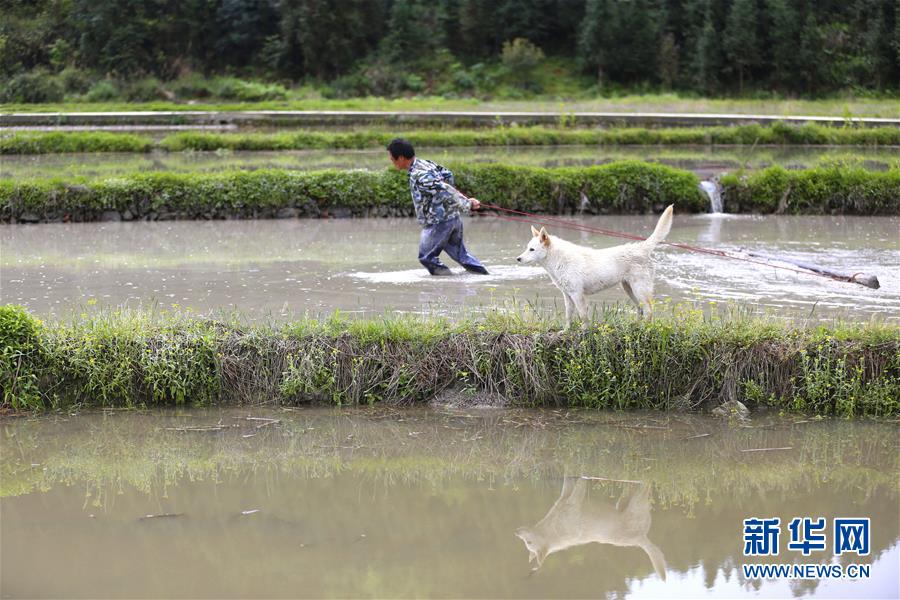 　4月16日，在贵州省锦屏县铜鼓镇嫩寨村，一名农民在田间劳作。 谷雨将至，雨水充沛，田间树林处处绿意盎然，生机勃勃。 新华社发（杨晓海 摄）