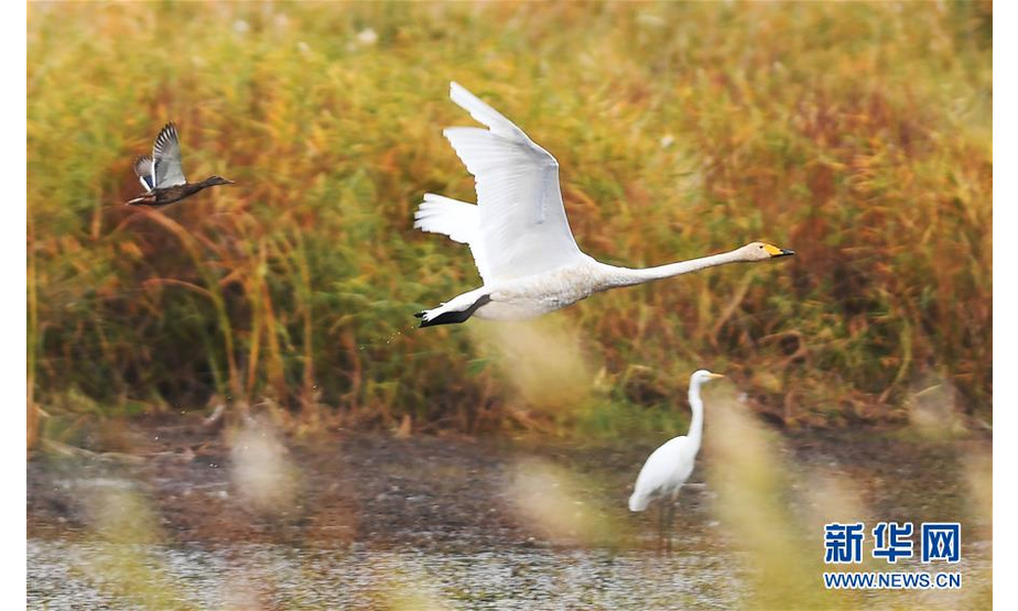 9月24日，一只白天鹅在新疆阿勒泰科克苏湿地国家级自然保护区飞翔。 新疆阿勒泰科克苏湿地国家级自然保护区是集河流、湖泊、沼泽、草甸、草原、荒漠等多种生态景观类型于一身的重要的复合生态系统。保护区内动植物资源丰富、地理位置典型、自然生境多样。 新华社记者 沙达提 摄